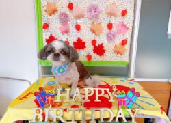 チャップちゃん🎂