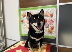 くろ　ちゃん😊